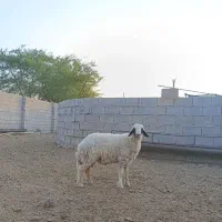 بره  نر   ۹  ماهه  *