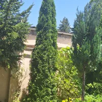 ۷ عدد درخت تویا تزیینی و تعدادی درخت دیگر