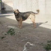 سگ ماده عراقی