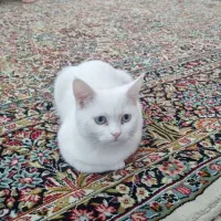 گربه بریتیش نر  رفسنجان