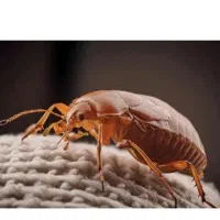 سمپاشی تضمینی