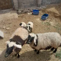 دو تا میش چهار پنج زه فروشی