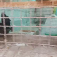 سلام مرغ خروس محلی برای فروش دونی 650