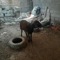 بره ماده پرواری