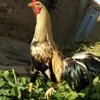 خروس نیمه لاری