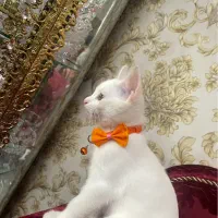 بچه گربه بریتیش