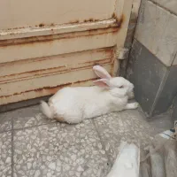 خرگوش‌برای‌فروش