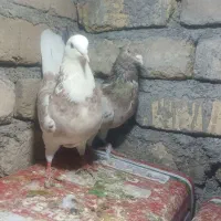 کبوتر سرور