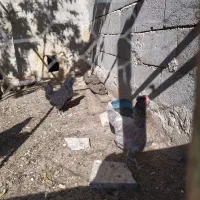 دوتا مرغ گلین لری اصل کپ چهل جیل تاج ریش فول