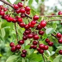 گیلاس تازه چین