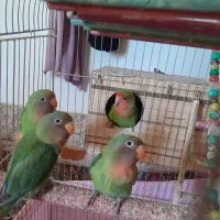 گیرین چیک و برزیلی