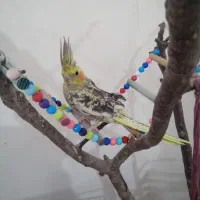عروس هلندی گلباقالی نر