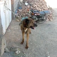 سگ خراسان