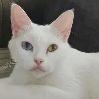 گربه اسکاتیش چشم دورنگ ماده
