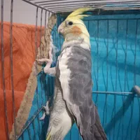 عروس هلندی مولد