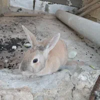 خرگوش|موش و خرگوش|یزد, |دیوار