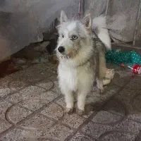 سگ هاسگی