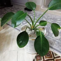 گل طبیعی سرحال