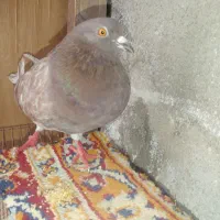 کبوتر