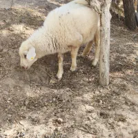 گوسفند ایلدوفرانس