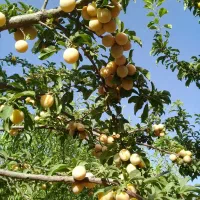 آلوقطره طلایی