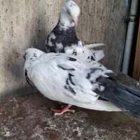 کفتر نر و ماده طهرونی