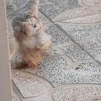 جوجه براهما