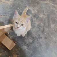 گربه خانم