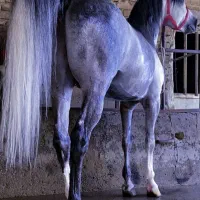 اسب
