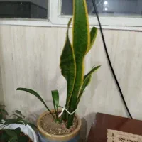 گل سانسوریا لبه طلایی مفت