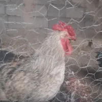 خروس چل تاج جوان