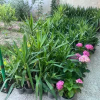 فروش گل  یوکا آپارتمانی