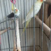 عروس هلندی جفت خورده