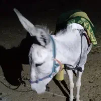 الاغ.خر