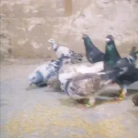 کبوتر