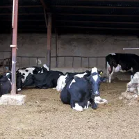 شیر پر چرب (مستقیم از گاوداری) ارسال رایگان