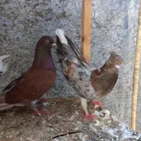 کبوتر سرخ وسرور