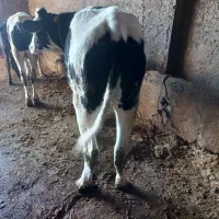 گوساله ماده چاق مناسب برای قربانی