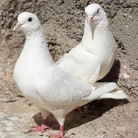 ۴تا سفید مهر نروماده یکجا ۴تومن جفتی ۲۵۰۰
