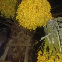 رطب برحی