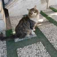 گربه DLH مهربون وخونگی یکساله