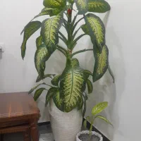 گل دیفن