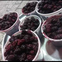 شاه توت عالی ودرجه یک