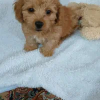 سگ نژاد پودل