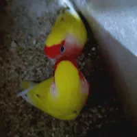 جفت طوطی برزیلی مولد زرد هلویی