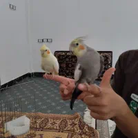 عروس هلندی نر وماده