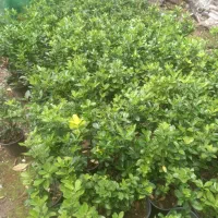 شمشاد|خدمات باغبانی و درختکاری|چابکسر, |دیوار