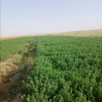یونجه خشک