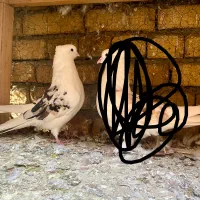 کبوتر|پرنده|نوشین شهر, |دیوار