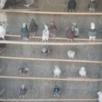 کفتر همه چی تموم ساعت سنگین